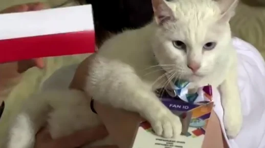 Aquiles, el gato que predice los resultados de la Eurocopa