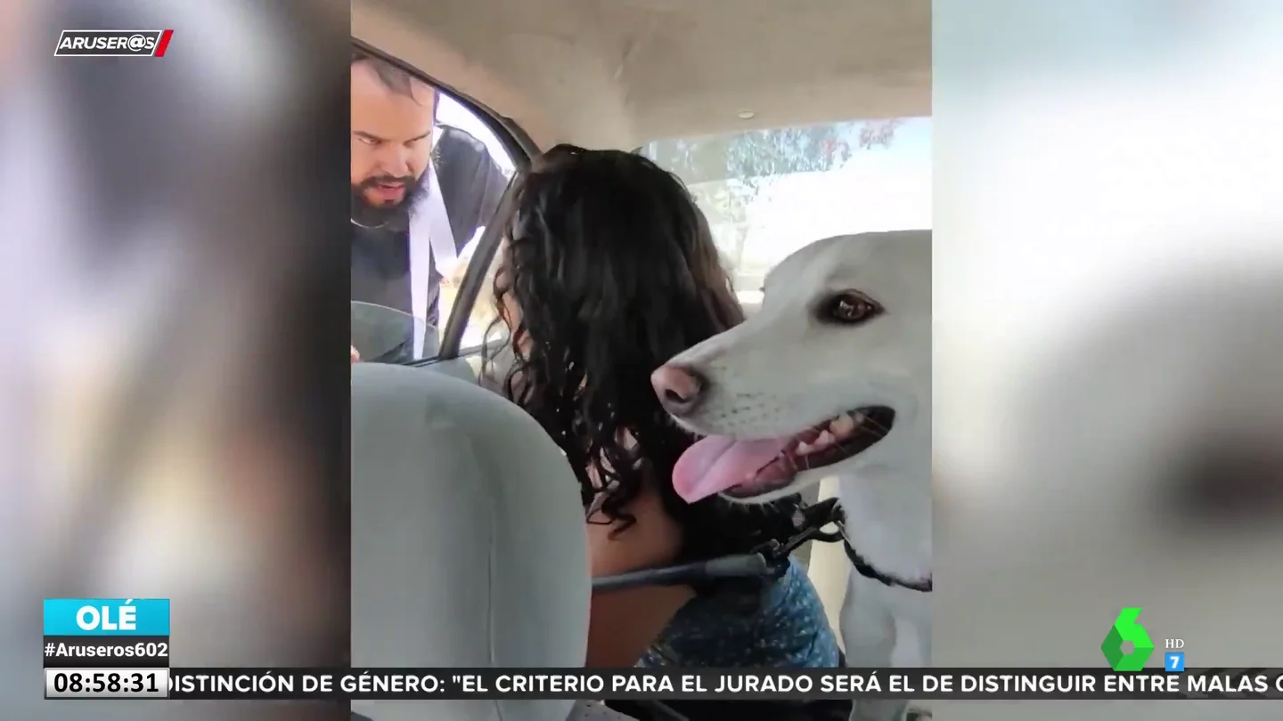 PERRO RAZA PERRO RAZA