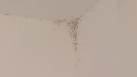 ¿Tu casa se ha llenado de mosquitos? Ojo, pueden ser rantellas ¿Tu casa se ha llenado de mosquitos? Ojo, pueden ser rantellas