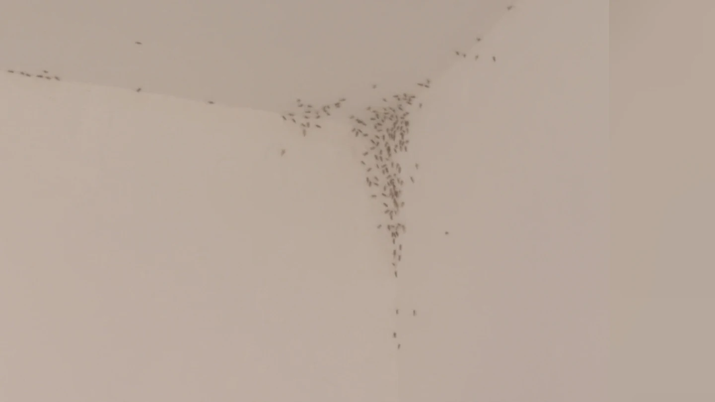 ¿Tu casa se ha llenado de mosquitos? Ojo, pueden ser rantellas ¿Tu casa se ha llenado de mosquitos? Ojo, pueden ser rantellas