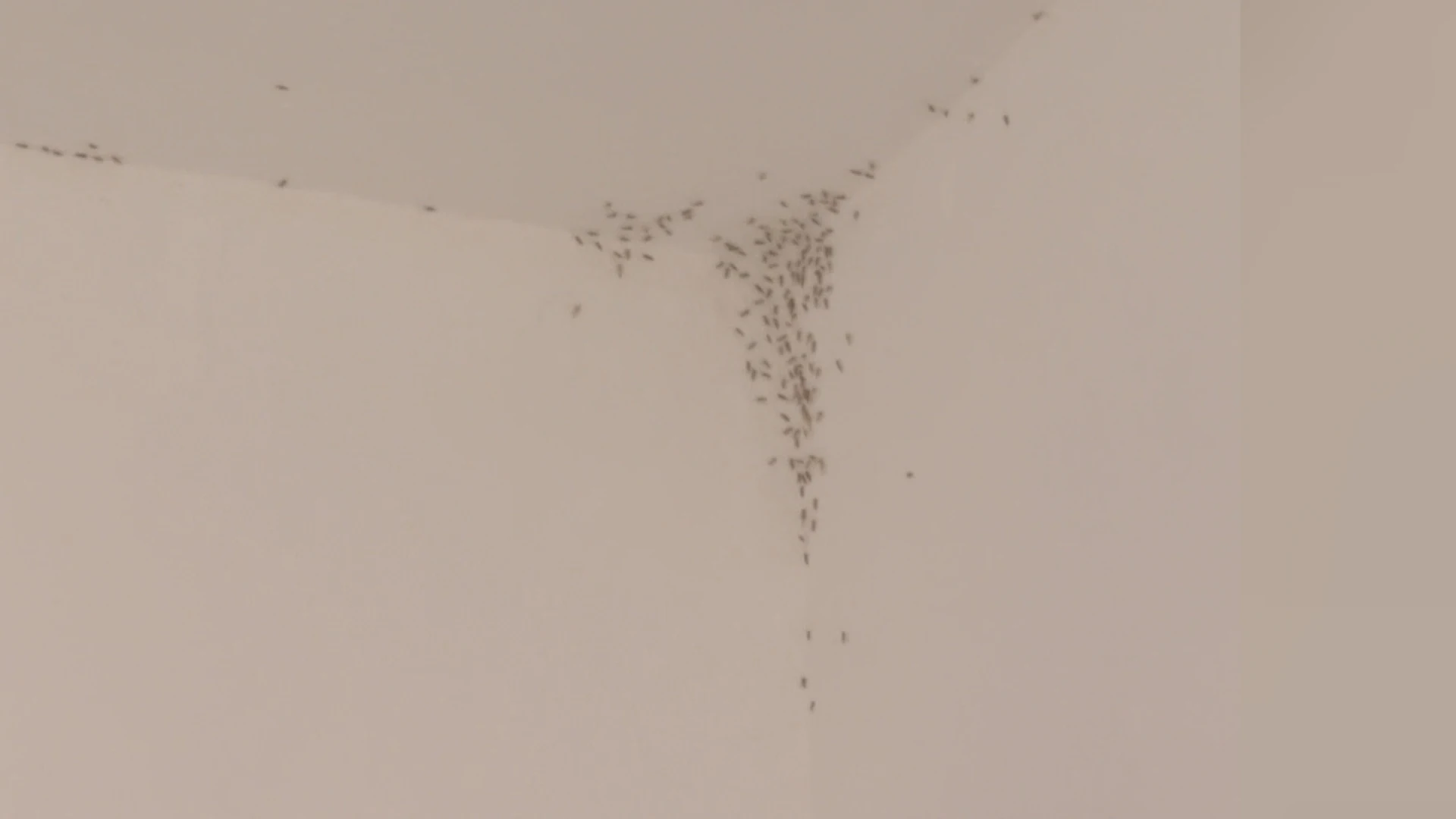 ¿Tu casa se ha llenado de mosquitos? Ojo, pueden ser rantellas