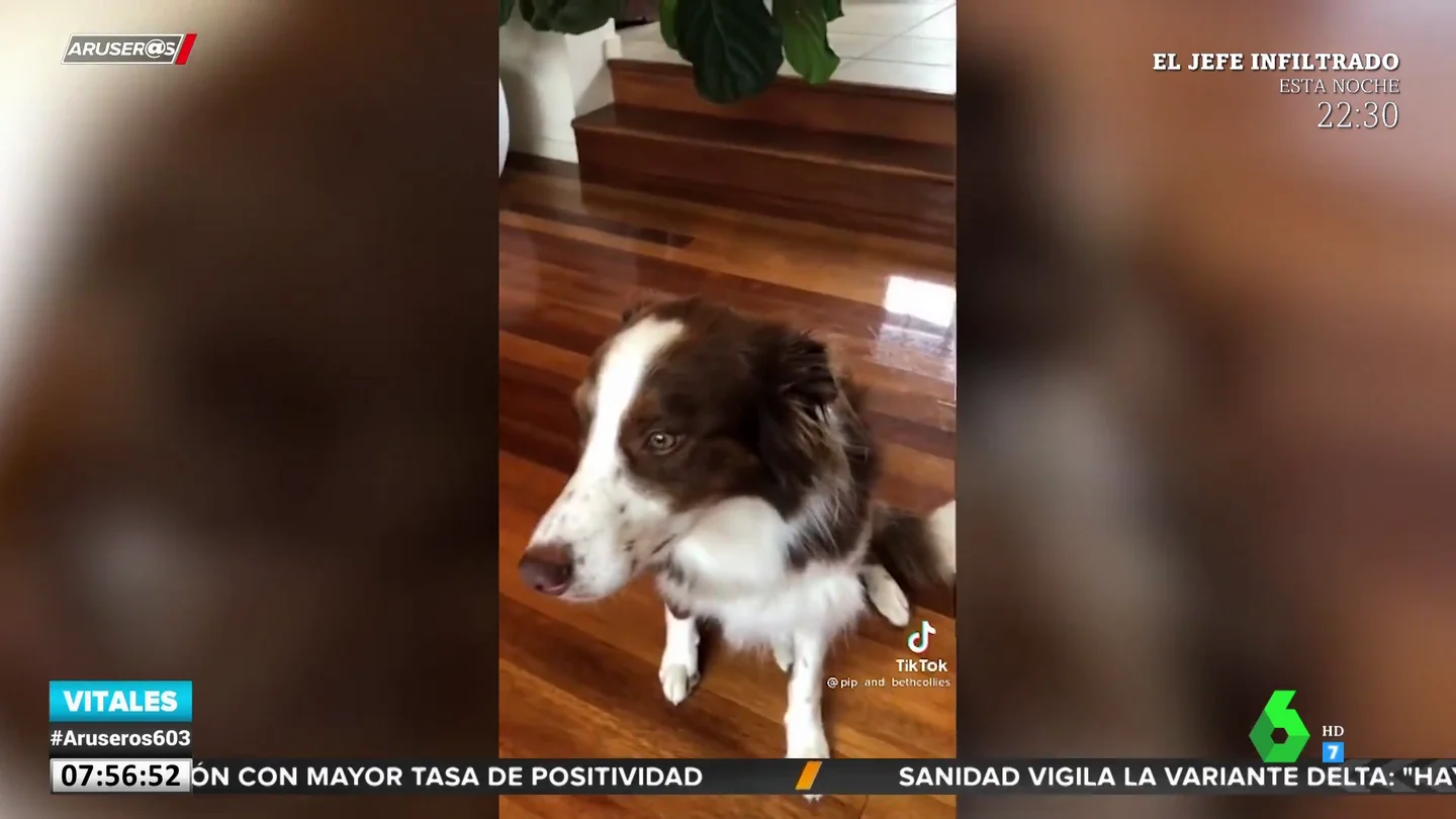 perro airpods perro airpods