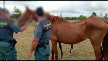 La Guardia Civil localiza 15 caballos en estado de desnutrición severa en la localidad de Almonte