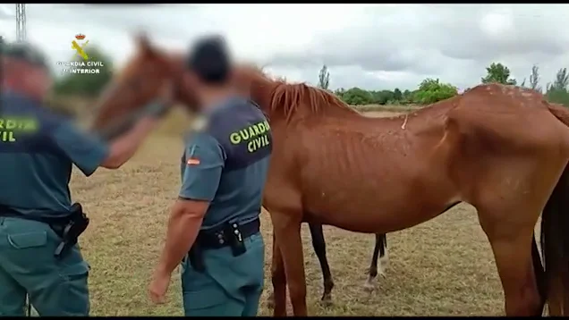 La Guardia Civil localiza 15 caballos en estado de desnutrición severa en la localidad de Almonte