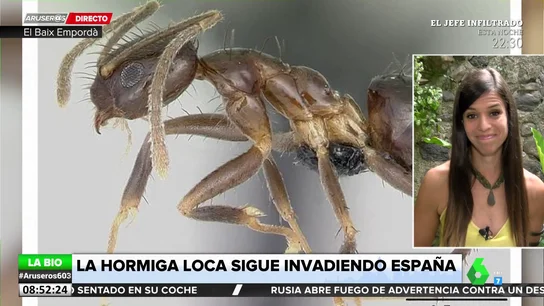 hormiga loca hormiga loca