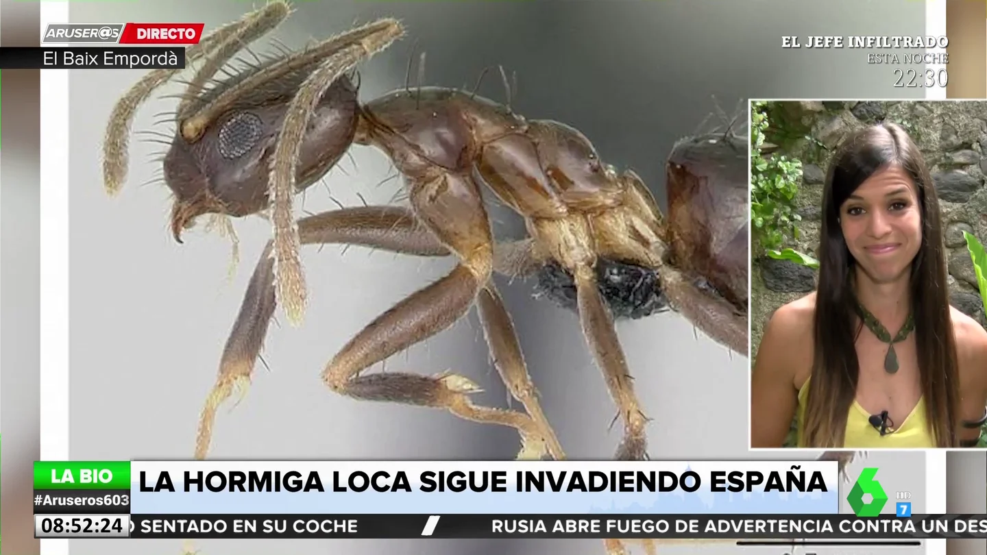 hormiga loca hormiga loca