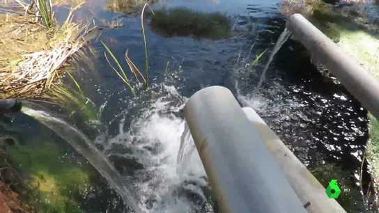 El TJUE sentencia que España ha permitido la sobreexplotación del agua de Doñana provocando un "grave daño" a su biodiversidad El TJUE sentencia que España ha permitido la sobreexplotación del agua de Doñana provocando un "grave daño" a su biodiversidad