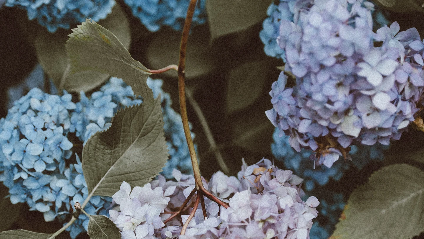 Cómo y cuándo podar las hortensias para que vuelvan a florecer Cómo y cuándo podar las hortensias para que vuelvan a florecer