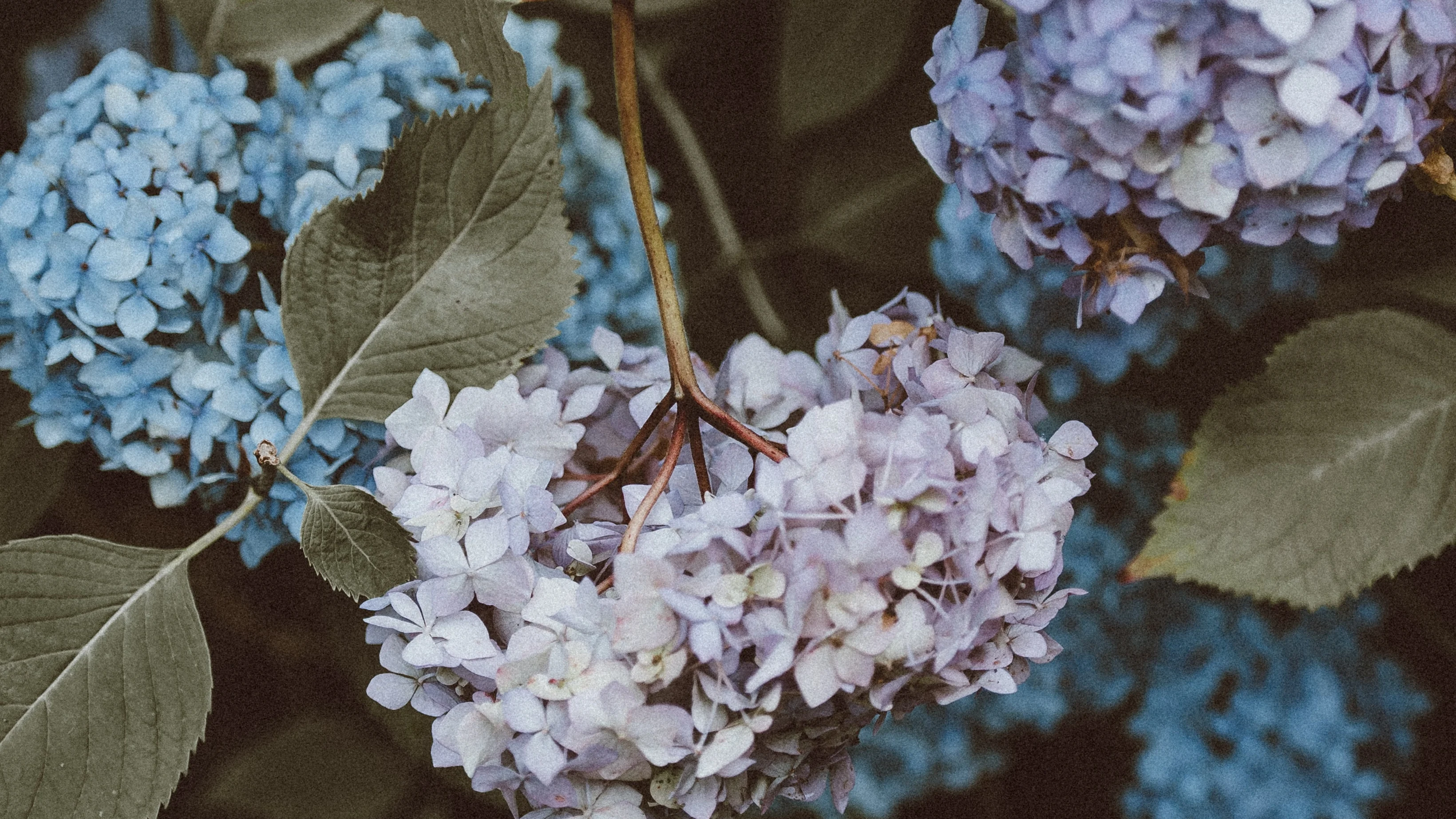 Cómo y cuándo podar las hortensias para que vuelvan a florecer