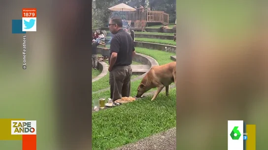 El divertido 'robo' de un perro a su dueño: le quita la pizza sigilosamente mientras mira a otro lado El divertido 'robo' de un perro a su dueño: le quita la pizza sigilosamente mientras mira a otro lado