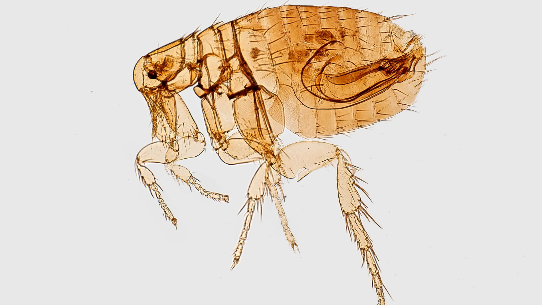 Dispersión Flojamente Preocupado Cómo eliminar las pulgas de casa: métodos efectivos, naturales y rápidos