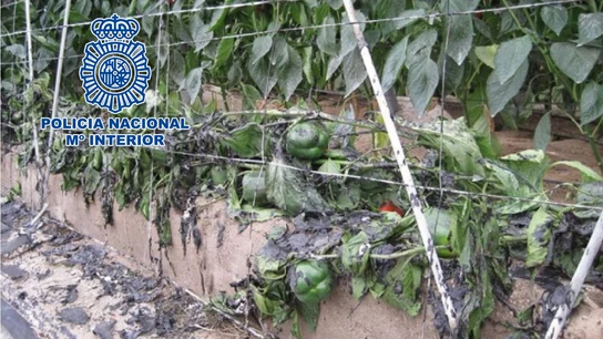 Detenido un pirómano 'in fraganti' cuando prendía fuego a un invernadero con sus dueños dentro en Almería Detenido un pirómano 'in fraganti' cuando prendía fuego a un invernadero con sus dueños dentro en Almería