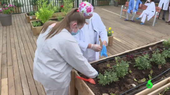 Así es la terraza-huerto pionera que ayuda a los pacientes de Psiquiatría HOSPITAL SAGUNTOAsí es la terraza-huerto pionera que ayuda a los pacientes de Psiquiatría