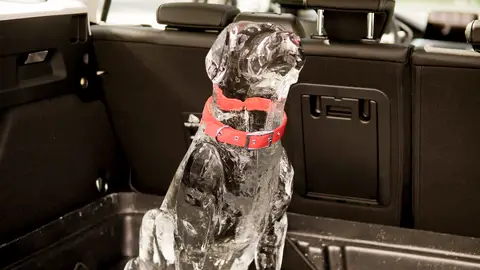 Plazas traseras Evitar el olvido de niños y mascotas