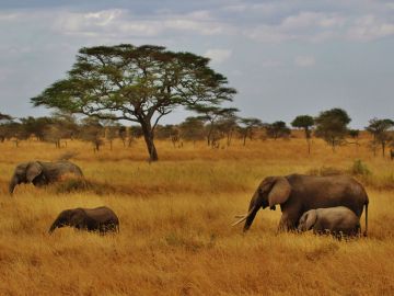 Elefantes en Tanzania