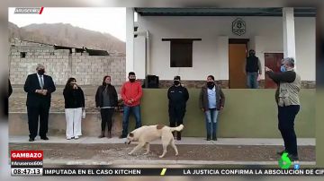 PERRO POLITICA