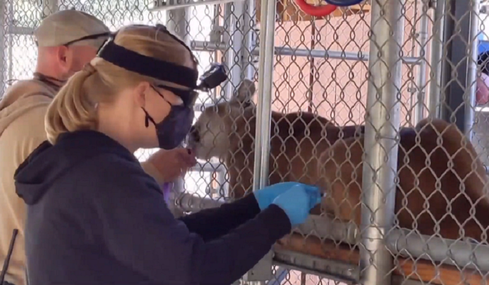 Imagen de un zoo de California que vacuna a sus animales contra el coronavirus Imagen de un zoo de California que vacuna a sus animales contra el coronavirus