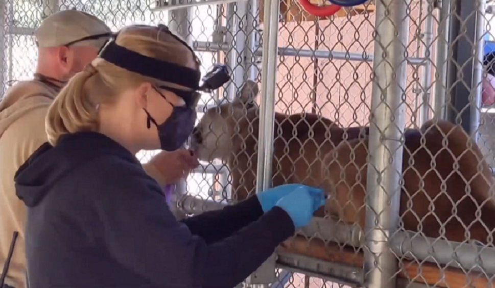 Imagen de un zoo de California que vacuna a sus animales contra el coronavirus