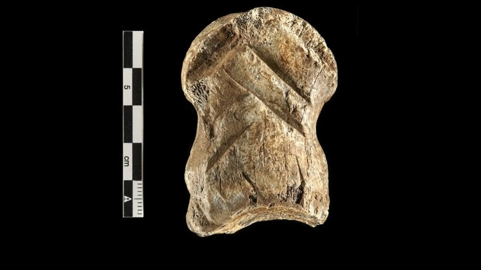 Habla un hueso tallado hace 51.000 anos los neandertales fueron artistas pioneros