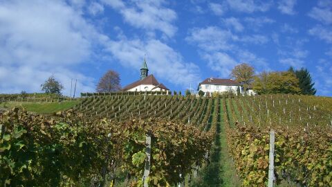 Viñedos en Gengenbach