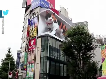 El impactante gato en 3D que aterroriza a los turistas en Tokio