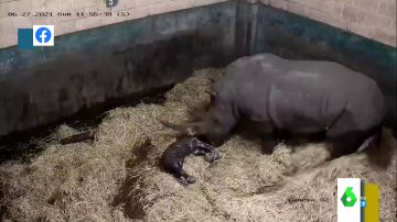 El impactante vídeo de una rinoceronte dando a luz