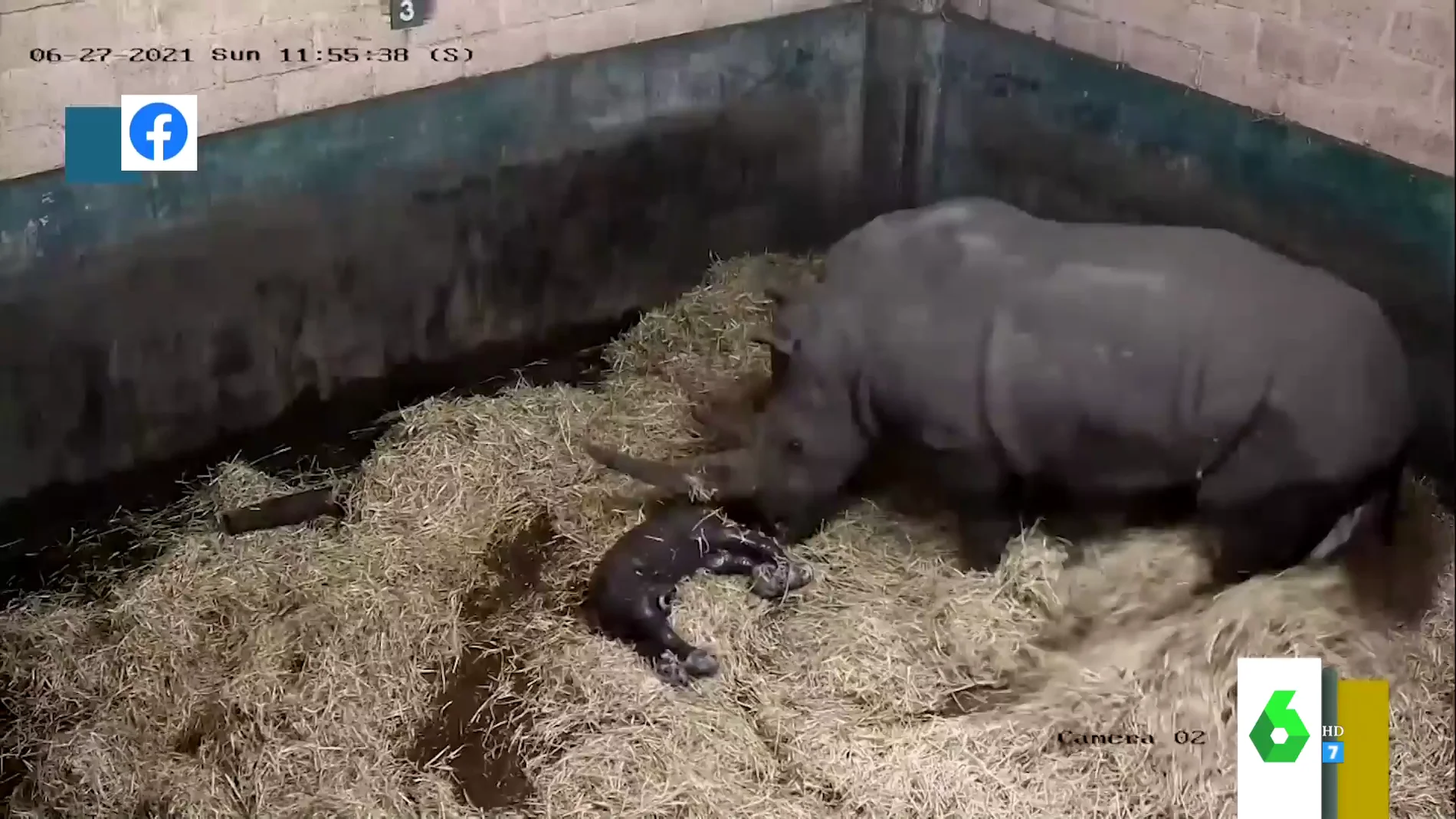 El impactante vídeo de una rinoceronte dando a luz
