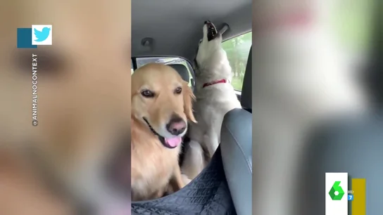 El divertido vídeo en el que dos huskys montan un concierto de aullidos en pleno viaje ante un impasible Golden El divertido vídeo en el que dos huskys montan un concierto de aullidos en pleno viaje ante un impasible Golden