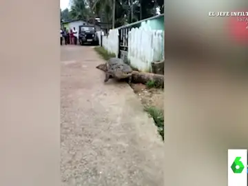 Las increíbles imágenes de un cocodrilo paseándose por un pueblo de la India