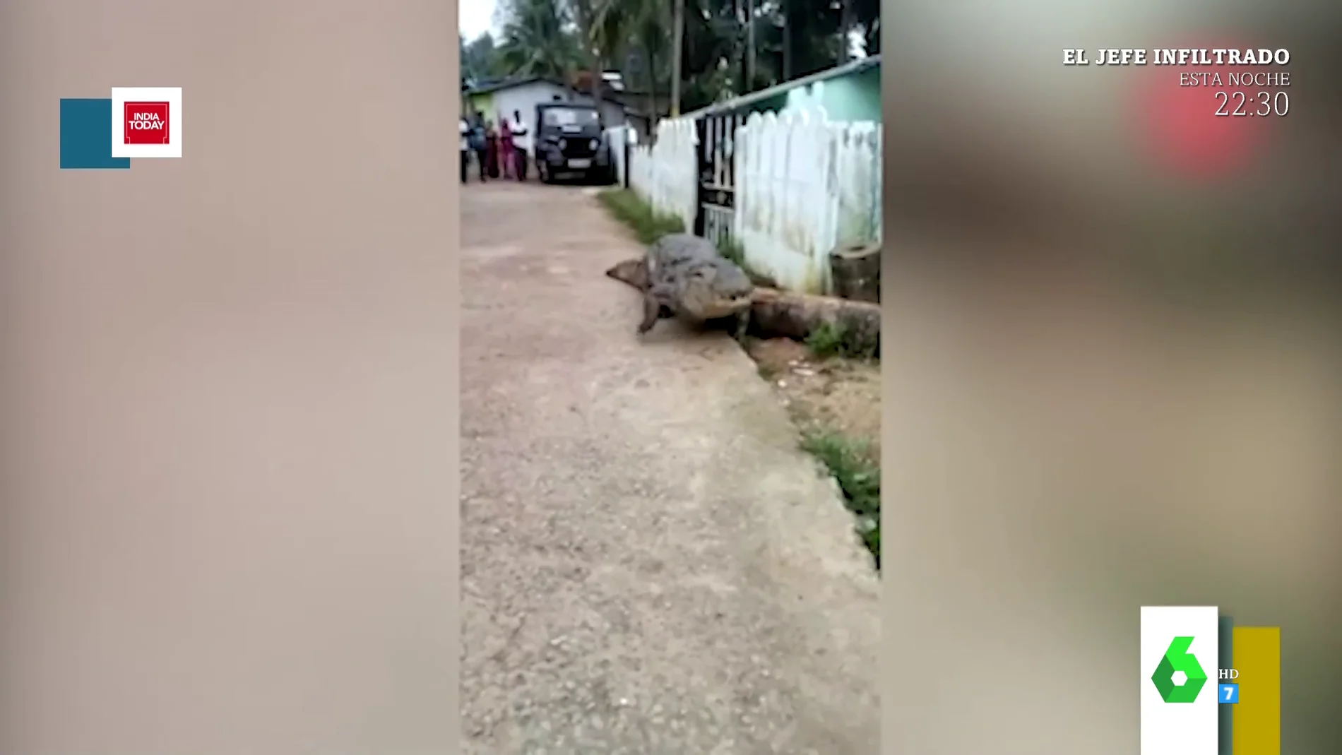 Las increíbles imágenes de un cocodrilo paseándose por un pueblo de la India