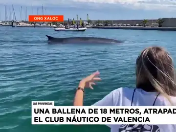 La espectacular aparición de una ballena de 18 metros en el puerto de Valencia