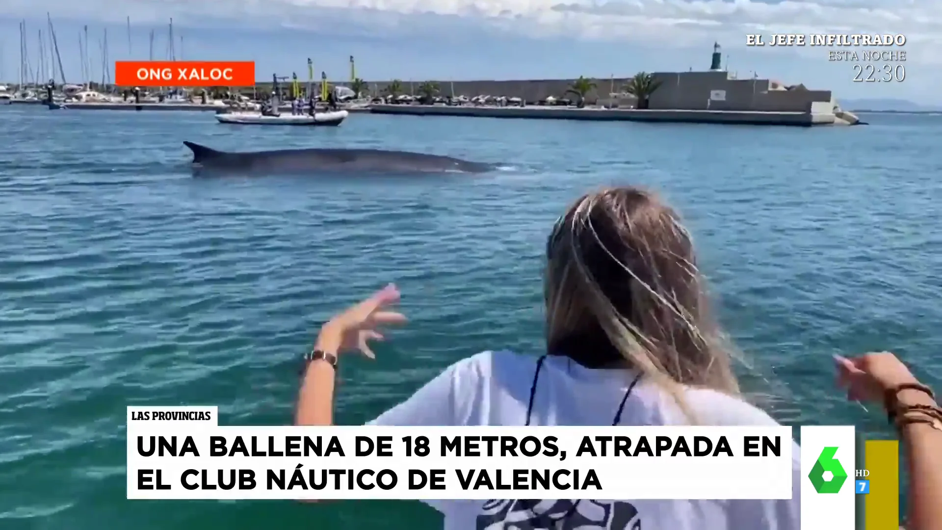 La espectacular aparición de una ballena de 18 metros en el puerto de Valencia