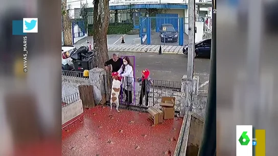 El vídeo viral en el que un hombre roba una camiseta a un perro y una familia le regala otra El vídeo viral en el que un hombre roba una camiseta a un perro y una familia le regala otra