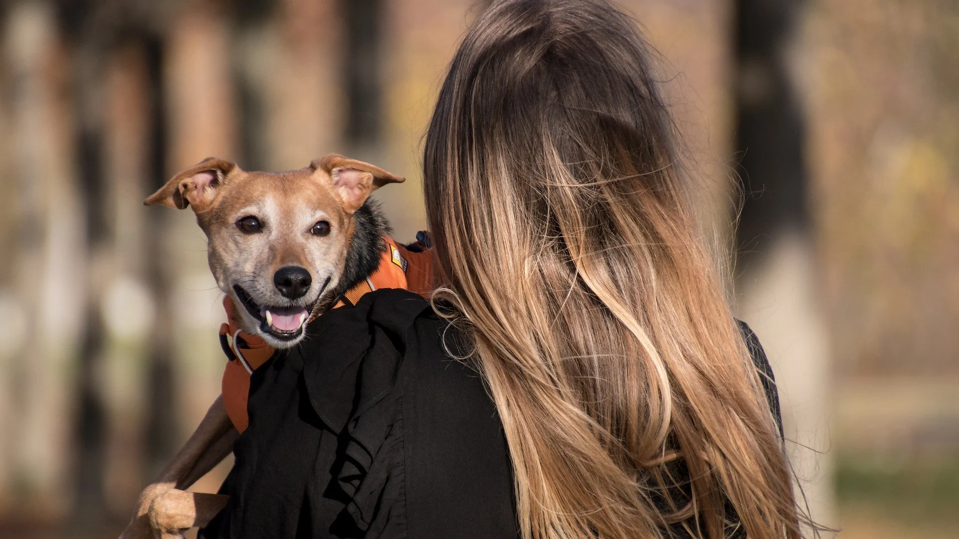 Sí, los perros entienden a los humanos, y este estudio lo demuestra 