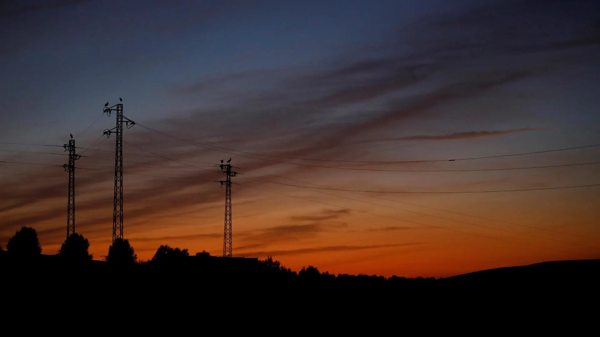 Un grupo de cigüeñas se posan sobre lo postes del tendido electrico en campiña cordobesa al atardecer.