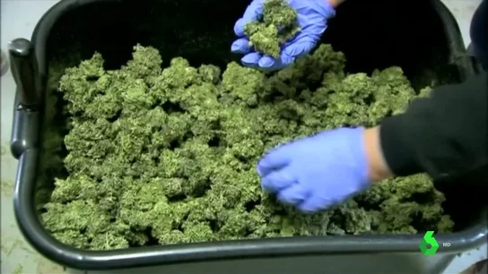 Un marco legal para el uso del cannabis medicinal Un marco legal para el uso del cannabis medicinal