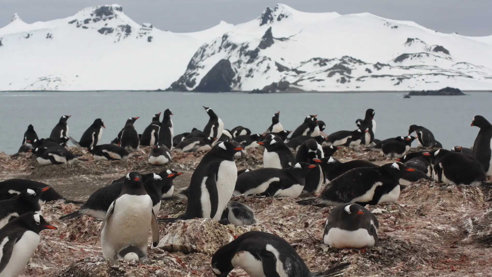 Colonia de pingüino papúa 