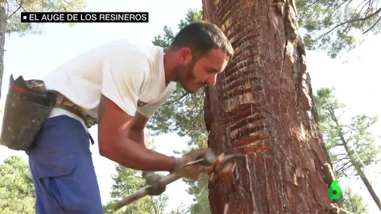 se buscan resineros se buscan resineros