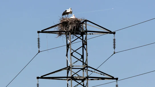 Dos cigüeñas permanecen junto al nido en un poste del tendido eléctrico Dos cigüeñas permanecen junto al nido en un poste del tendido eléctrico