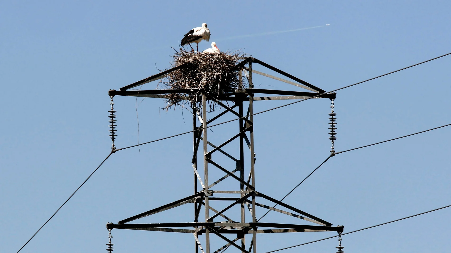 Dos cigüeñas permanecen junto al nido en un poste del tendido eléctrico