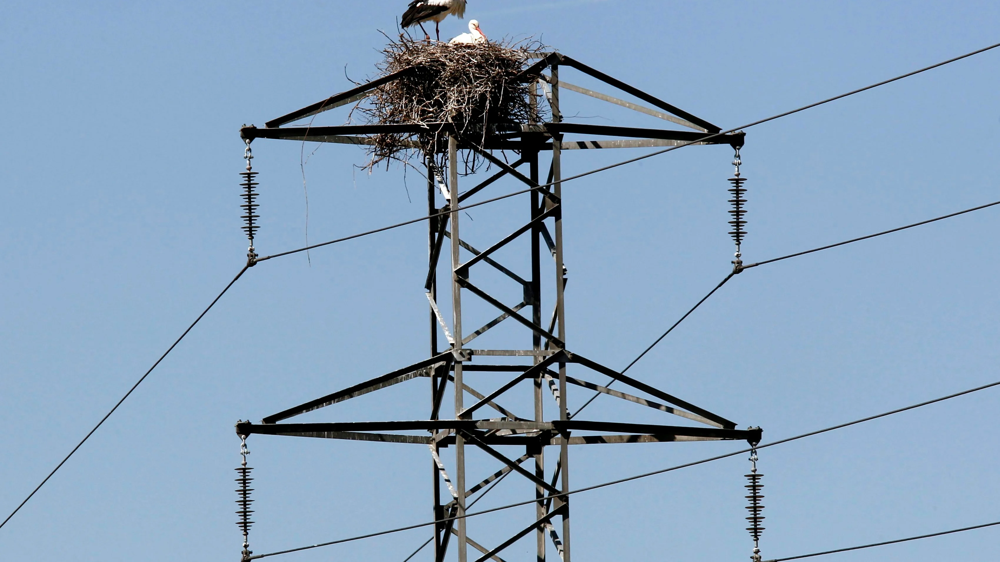 Dos cigüeñas permanecen junto al nido en un poste del tendido eléctrico