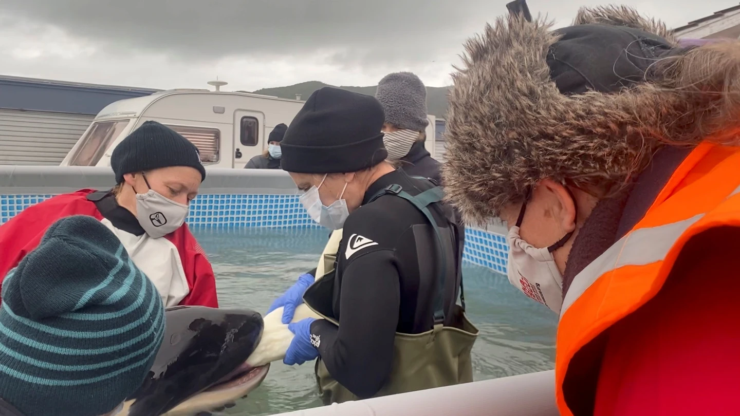 Voluntarios dan de comer a la orca Toa Voluntarios dan de comer a la orca Toa