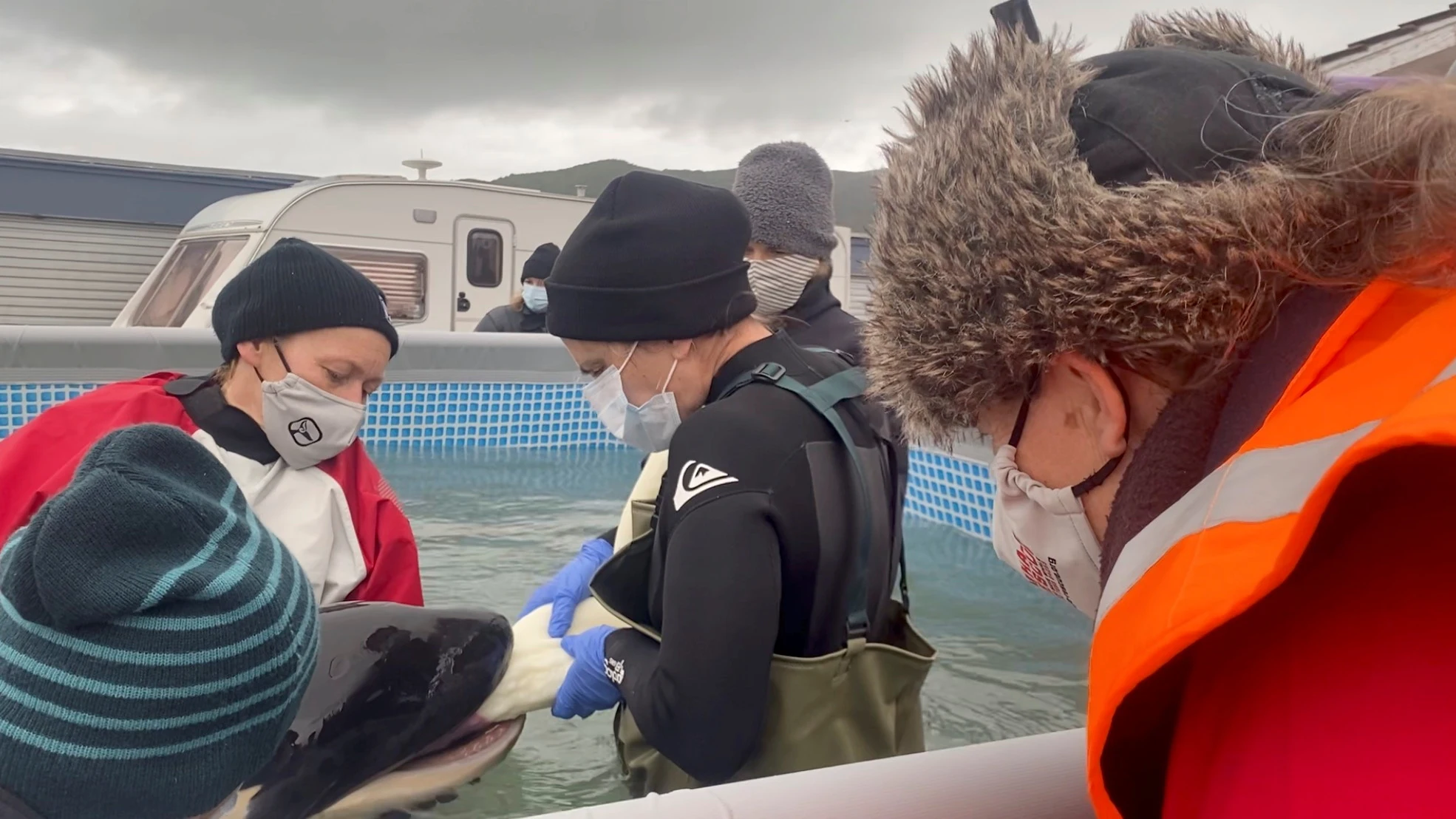 Voluntarios dan de comer a la orca Toa