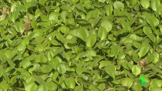 PLANTA INVASORA PLANTA INVASORA