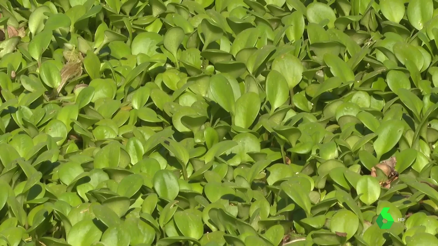 PLANTA INVASORA PLANTA INVASORA