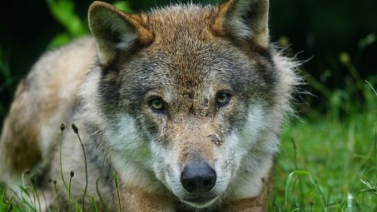 Lobo ib&eacute;rico (Archivo)