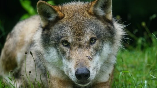 Lobo ibérico (Archivo) Lobo ibérico (Archivo)