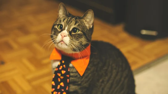 La fiesta de un gato despierta a un barrio de Lugo: el animal encendió el equipo musical al máximo Gato