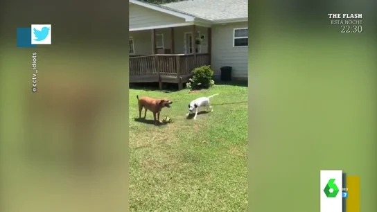 El 'vacile' viral de un perro a otro cuando trata de quitarle el juguete El 'vacile' viral de un perro a otro cuando trata de quitarle el juguete