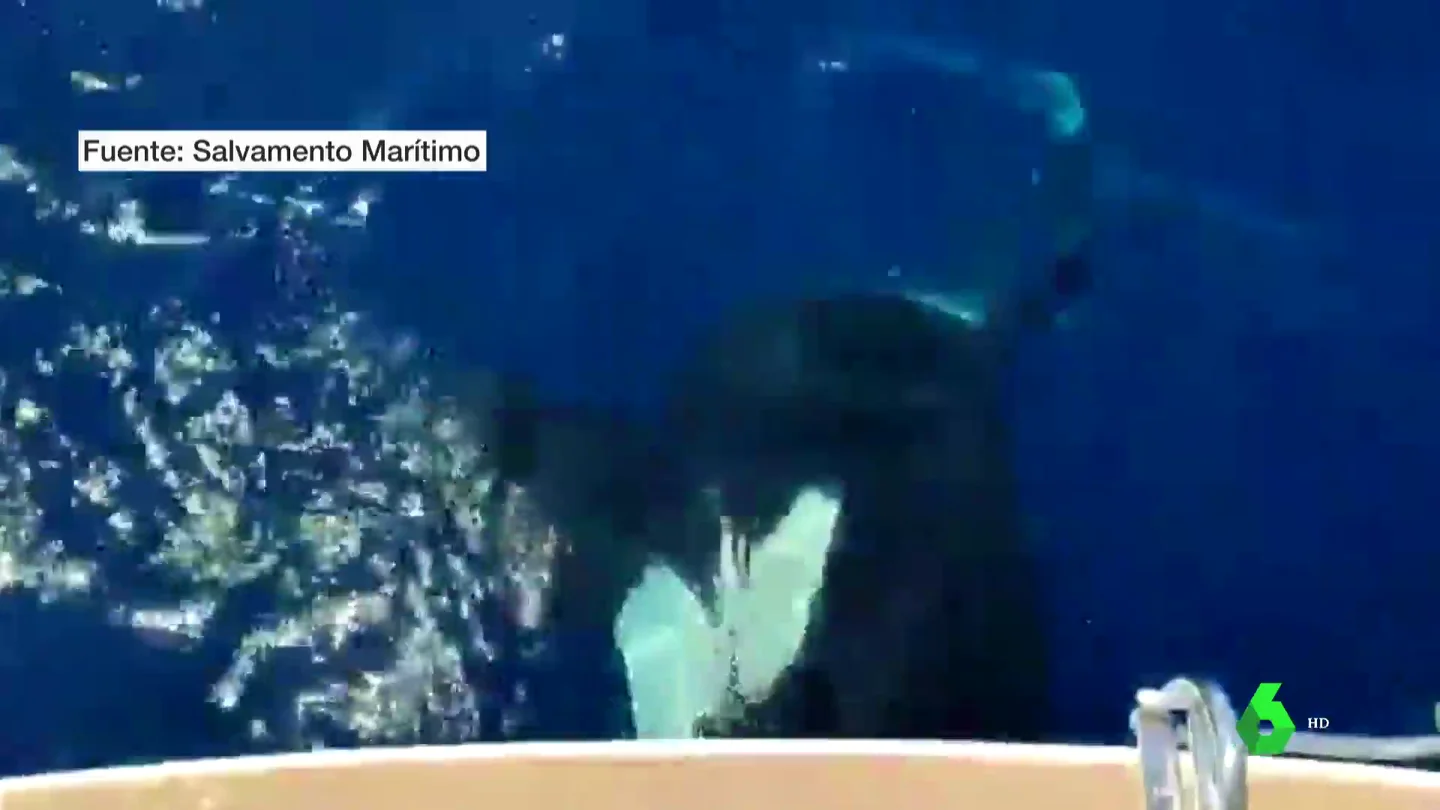 orcas atacan barcos orcas atacan barcos